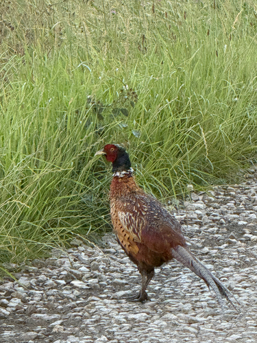 Ring-necked Pheasant