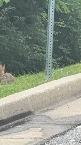 Eastern Cottontail