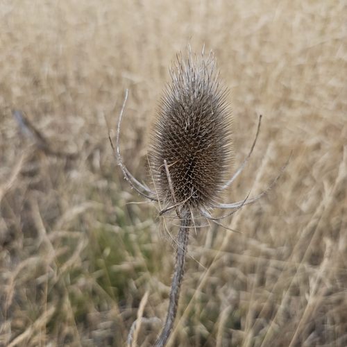 wild teasel