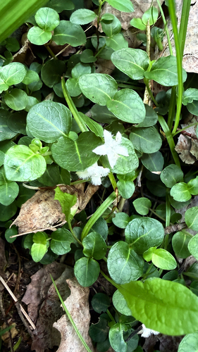 partridgeberry