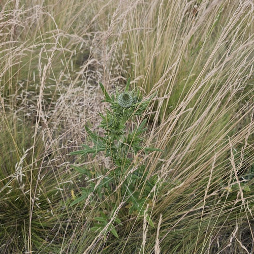 creeping thistle