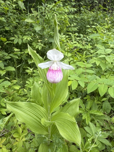 showy lady's slipper
