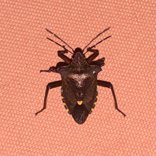 Forest Bug