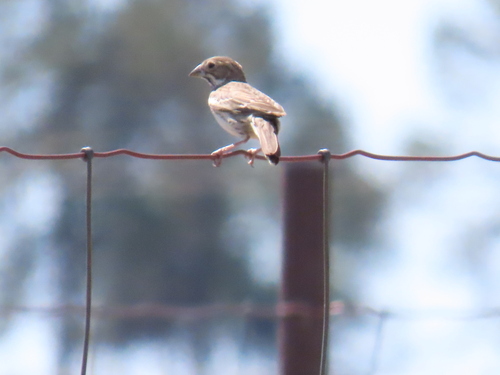 Lark Bunting