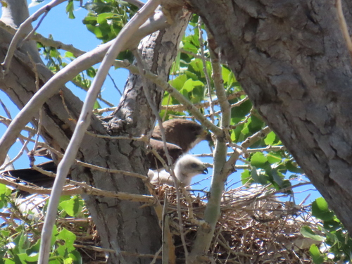 Swainson's Hawk