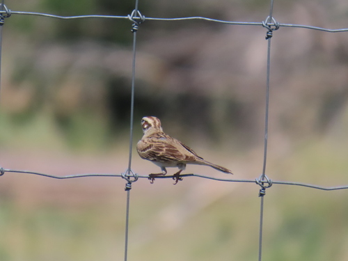 Lark Sparrow