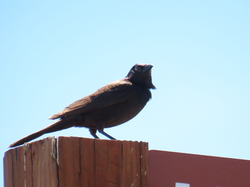 Common Grackle
