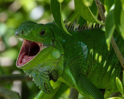 Green Iguana