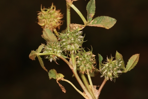 Trifolium retusum