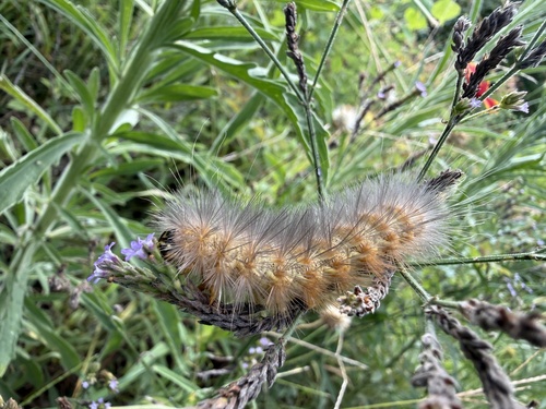 Salt Marsh Moth
