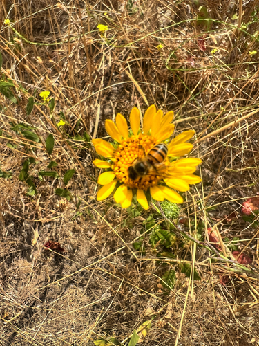 Western Honey Bee