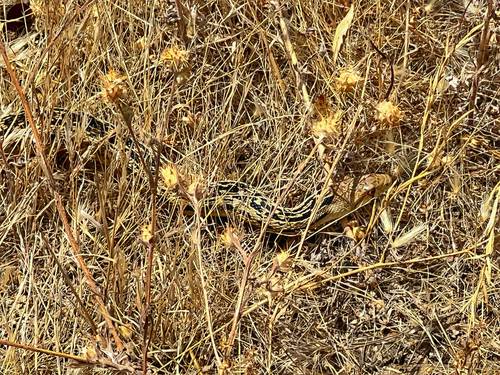 Gopher Snake