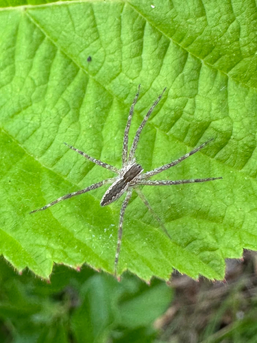 American Nursery Web Spider