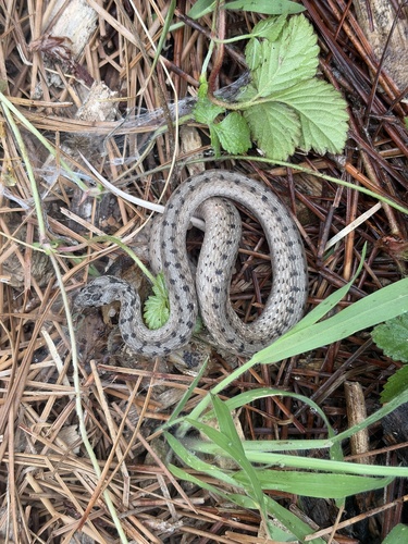 DeKay's Brownsnake