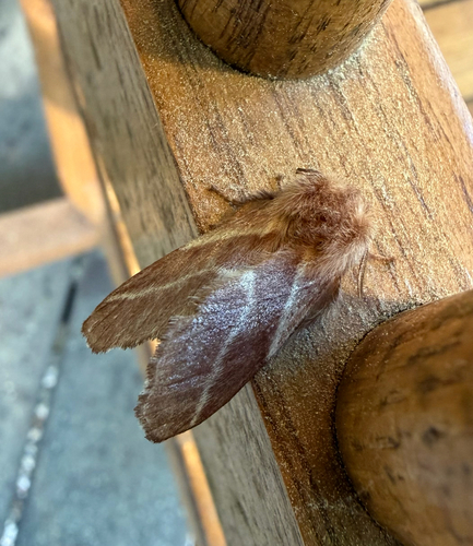 Eastern Tent Caterpillar Moth