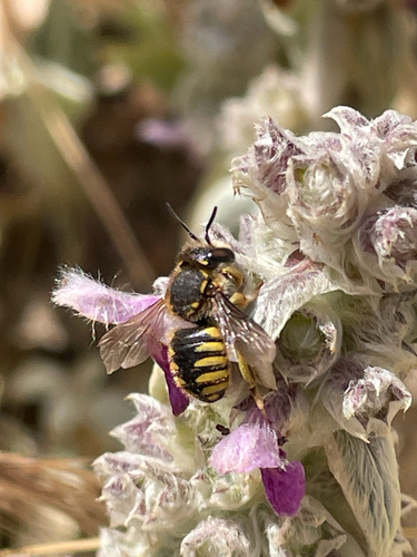European Woolcarder Bee