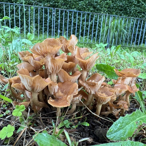 ringless honey fungus