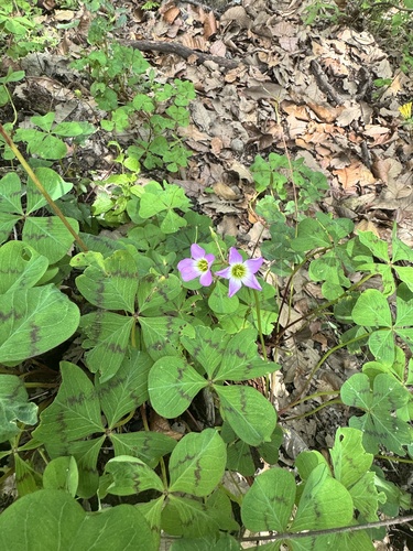 fourleaf pink-sorrel