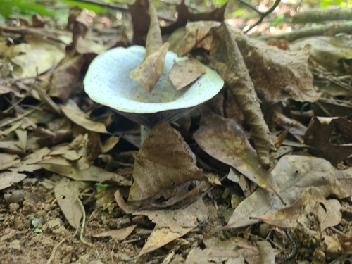 indigo milk cap