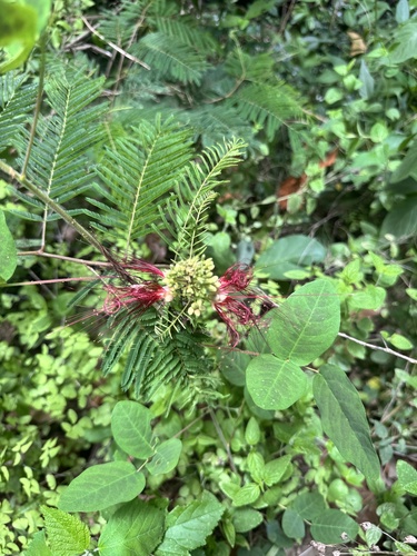 tree calliandra