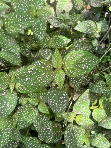 Polka Dot Plant