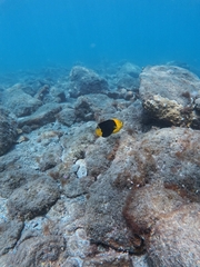 Rock Beauty Angelfish