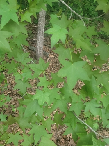 American sweetgum
