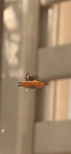 Four-spined Spiny Orbweaver