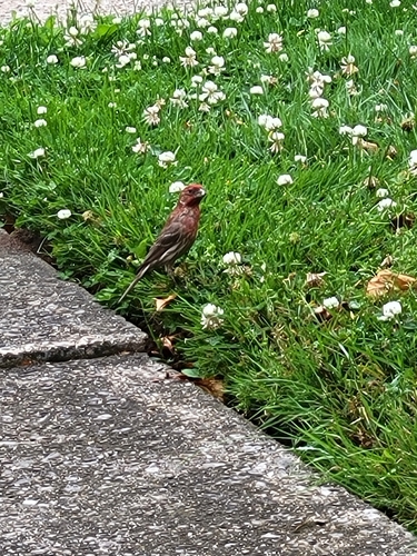 House Finch