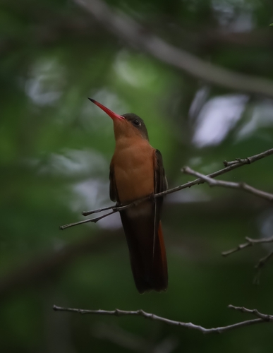 Cinnamon Hummingbird (Amazilia rutila)