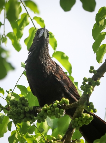 Groove-billed Ani (Crotophaga sulcirostris)