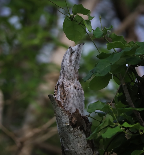 Northern Potoo (Nyctibius jamaicensis)