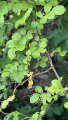 multiflora rose