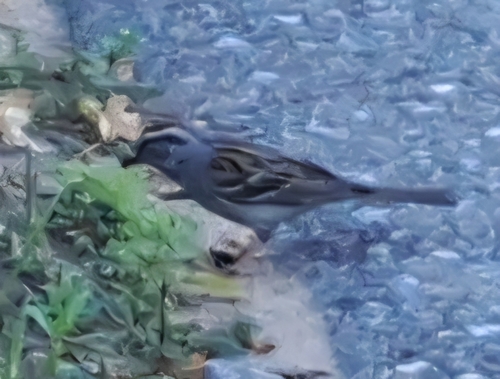 Chipping Sparrow