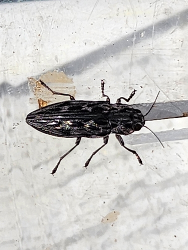 iNaturalist observation photo of Western Sculptured Pine Borer