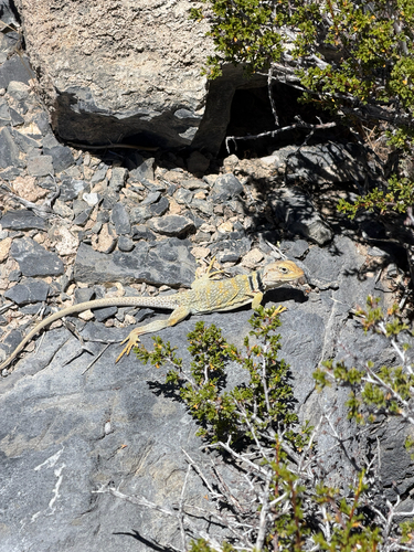 iNaturalist observation photo of Desert Collared Lizard