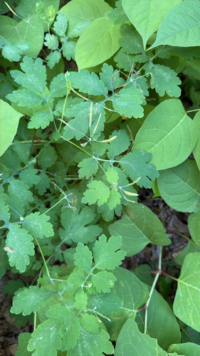 Greater celandine