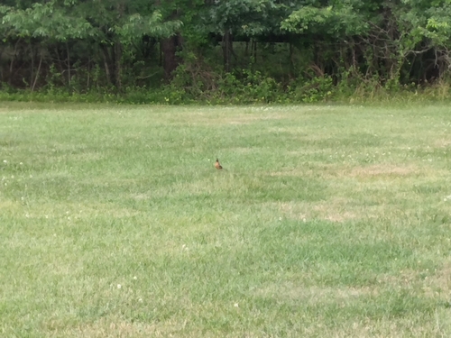 American Robin
