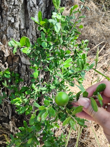 Texas Persimmon
