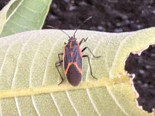 Eastern Boxelder Bug