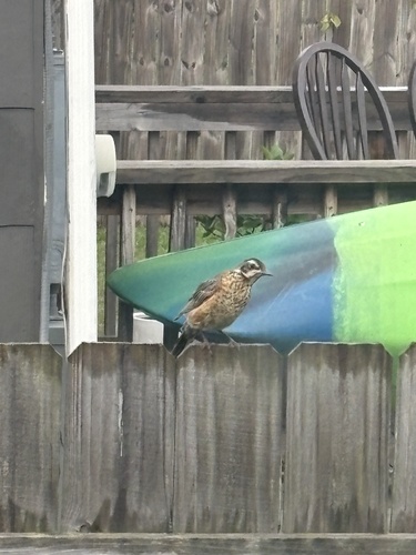 American Robin