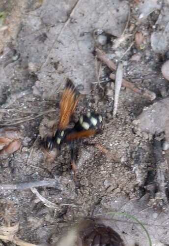 Cryptocheilus ichneumonoides