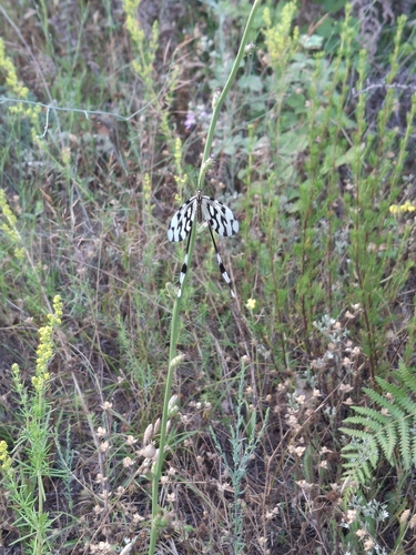 Sinuated Spoonwing