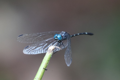 Blue-eyed Setwing