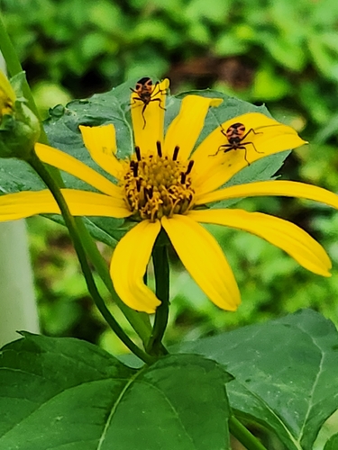 False Milkweed Bug