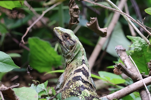 Black Spiny-tailed Iguana