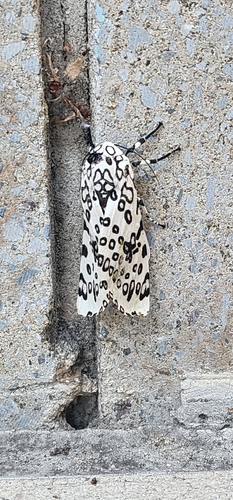 Giant Leopard Moth