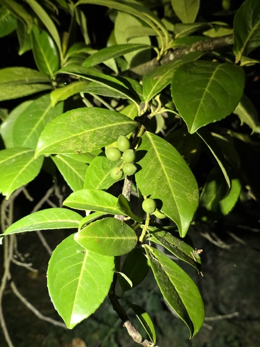 Cherry laurel