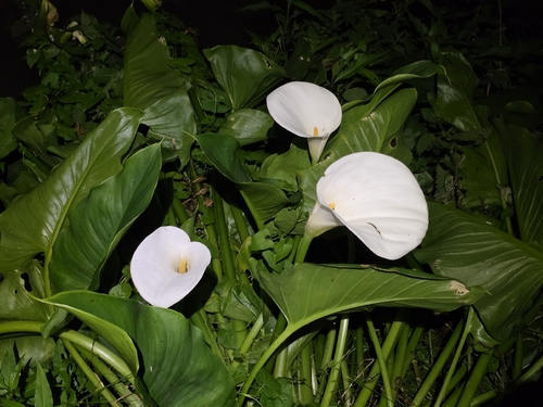 calla lily
