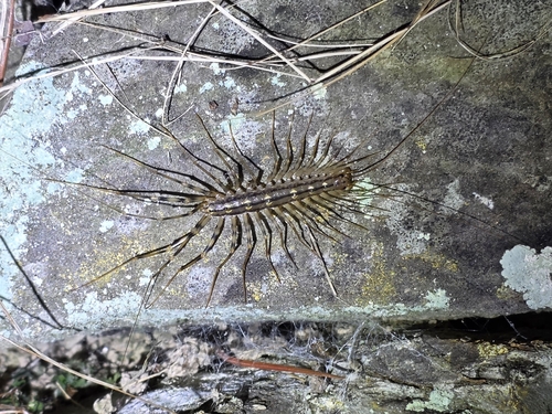 House Centipede